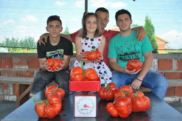 Џиновски парадајз